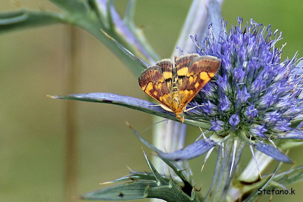 Chi ? - Pyrausta aurata